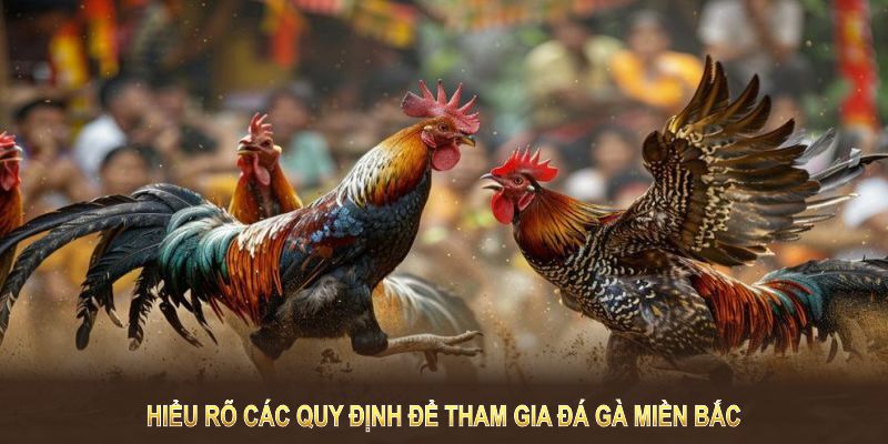 Hiểu rõ các quy định để tham gia đá gà miền Bắc một cách hiệu quả