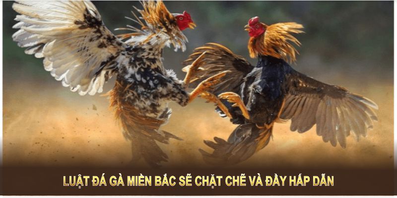 Luật đá gà miền Bắc sẽ chặt chẽ và đầy hấp dẫn