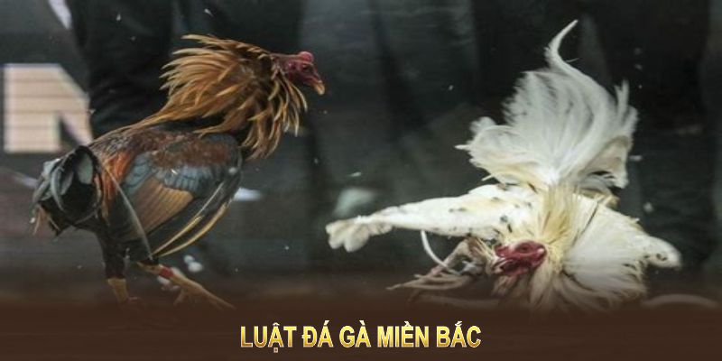 LUẬT ĐÁ GÀ MIỀN BẮC